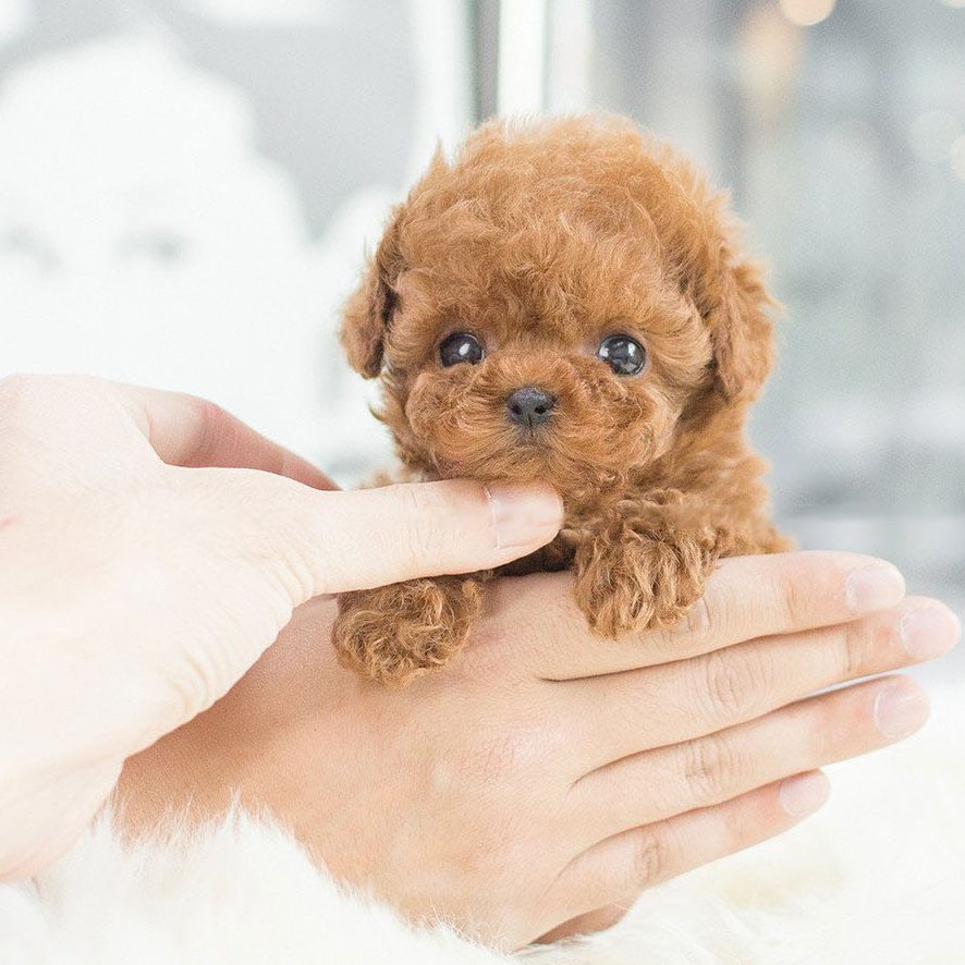 Milow - My Realistic Robot Puppy
