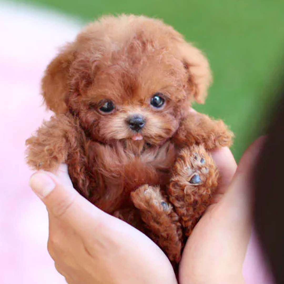 Milow - My Realistic Robot Puppy